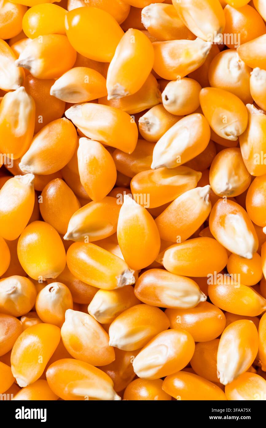 Dry Organic Raw Pop Corn Kernels in a Bowl Stock Photo