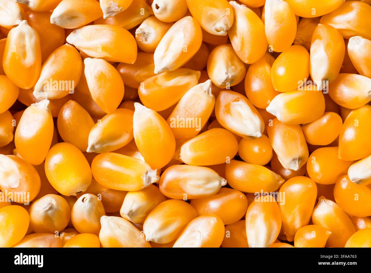 Dry Organic Raw Pop Corn Kernels in a Bowl Stock Photo