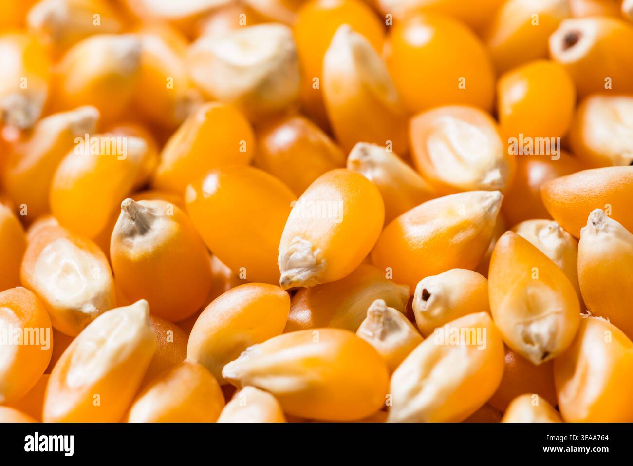 Dry Organic Raw Pop Corn Kernels in a Bowl Stock Photo