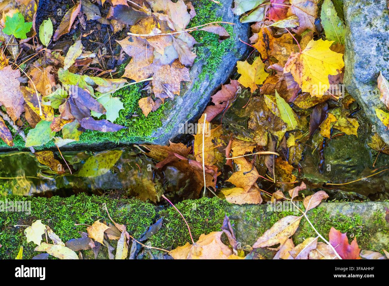 Autumn leaves that have fallen on some rocks Stock Photo