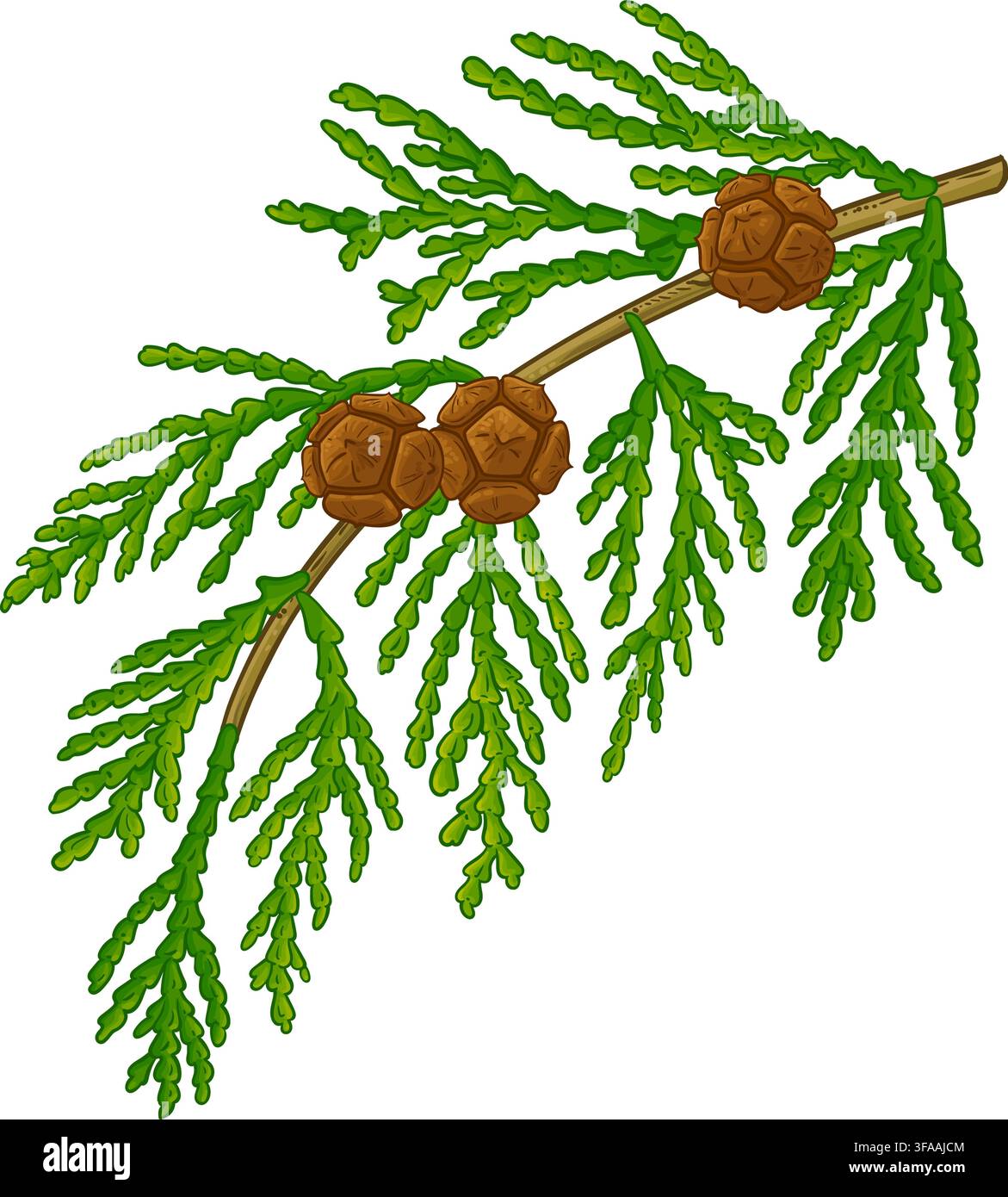 Cypress Branch Colored Detailed Illustration. Stock Vector
