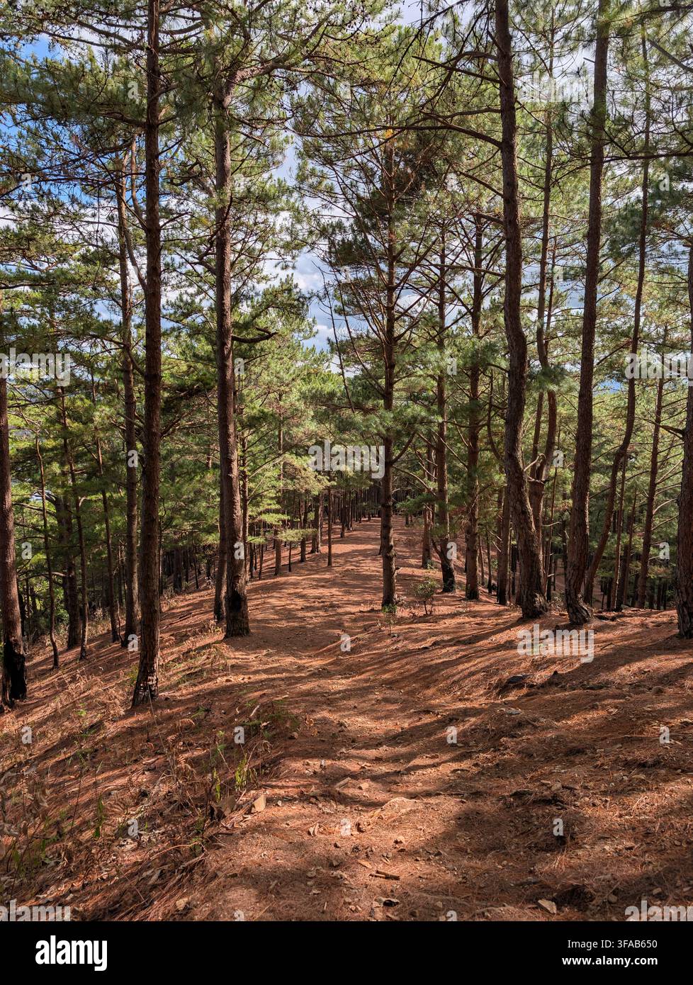 Sunlit dirt path beneath tall pine trees in a mountain forest in Da Lat, Vietnam - Smartphone Captured Stock Image