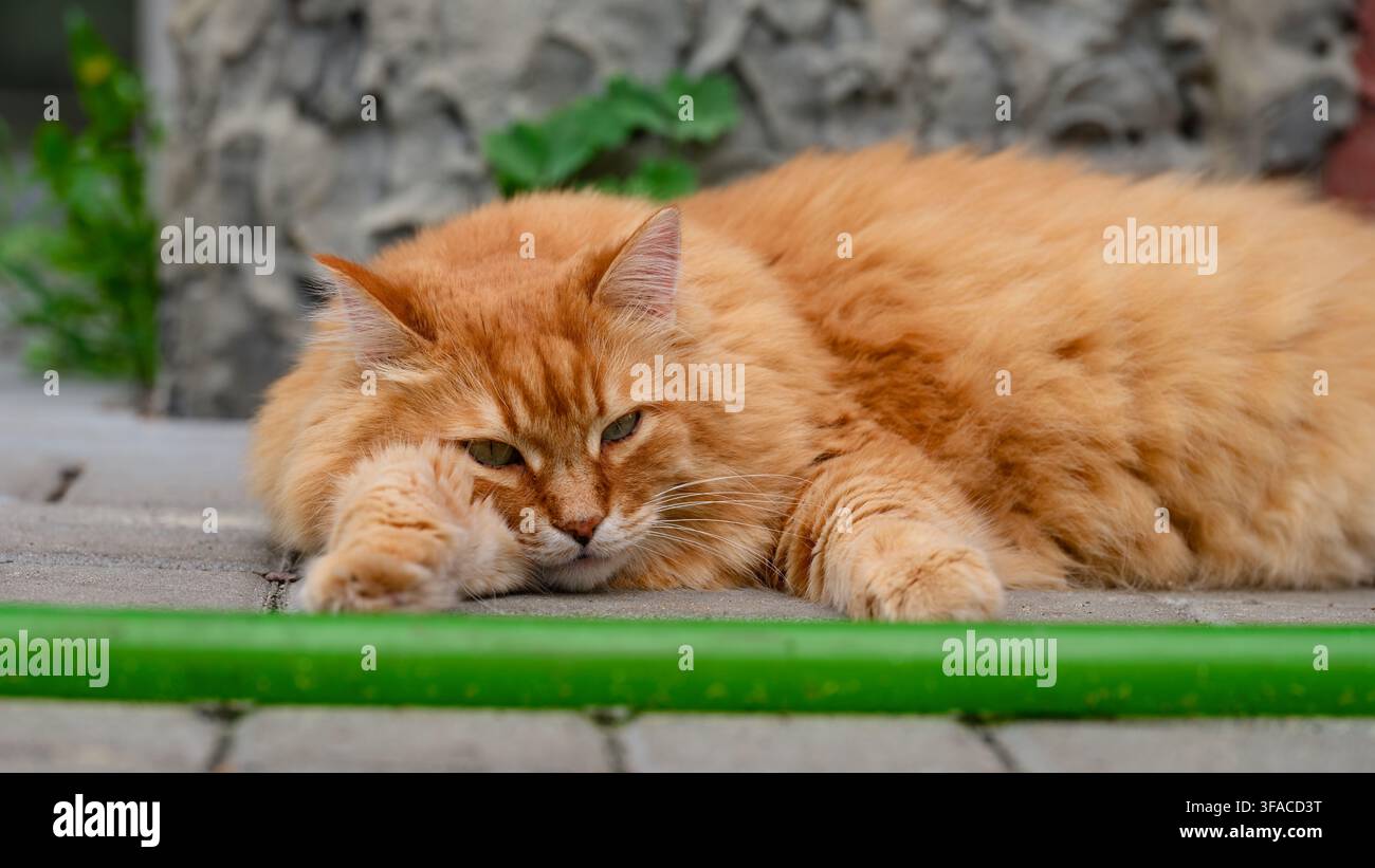 A fluffy ginger cat lying lazily on a stone paved walkway on a backyard. Stock Photo