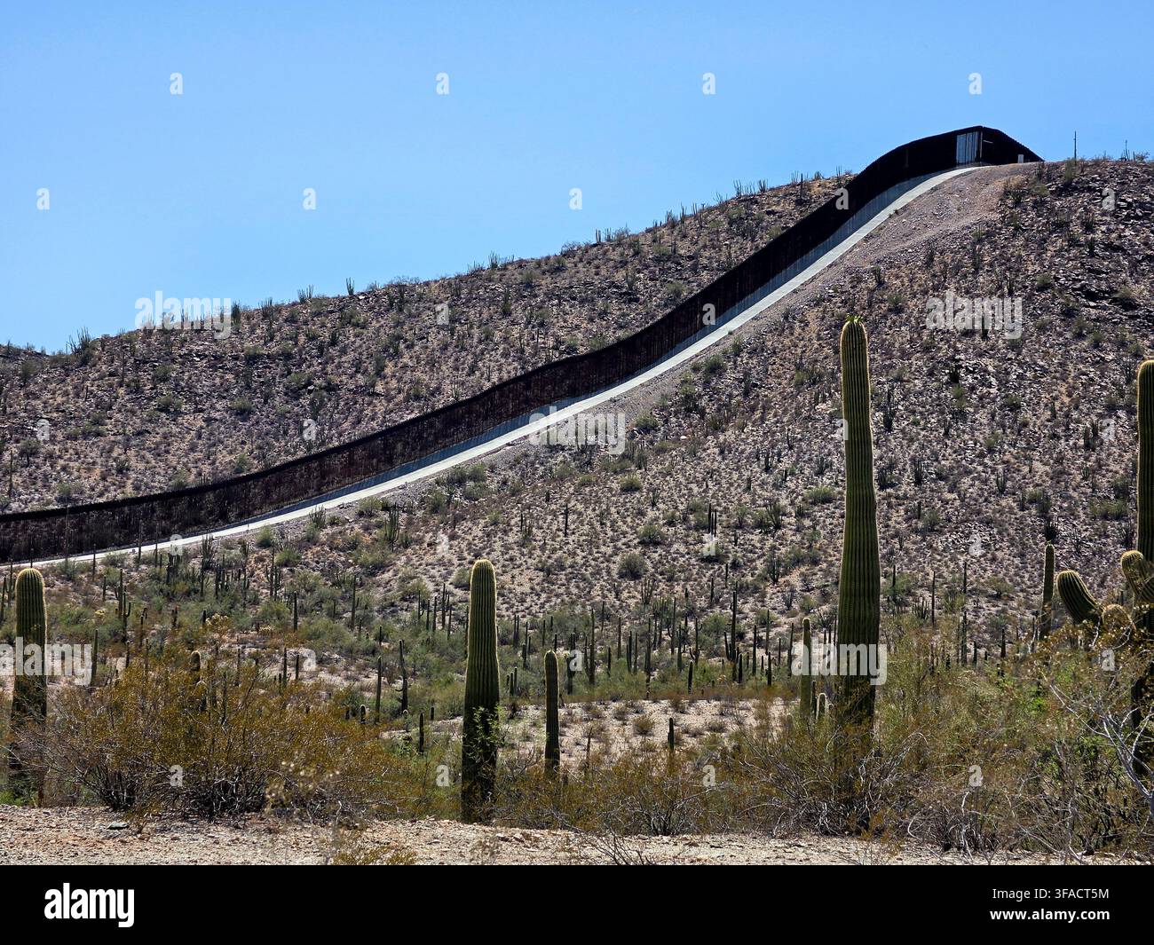 The Mexican border wall over a hill in desert landscape with saguaro cactuses at the border between the United States U.S.A. and Mexico - Smartphone Captured Stock Image