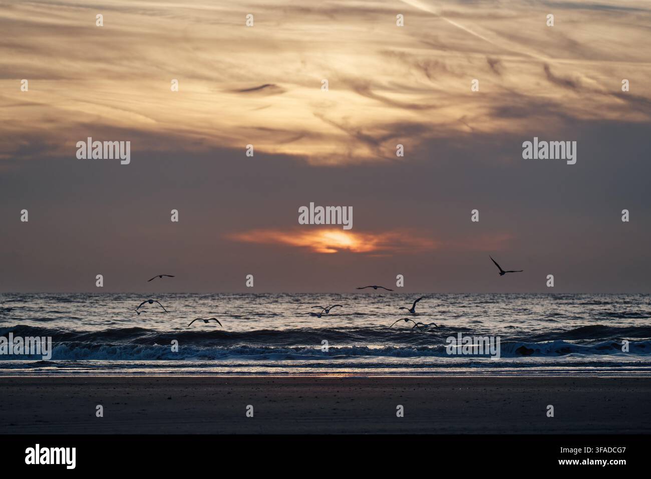Seabirds flying above rolling ocean hi-res stock photography and images ...