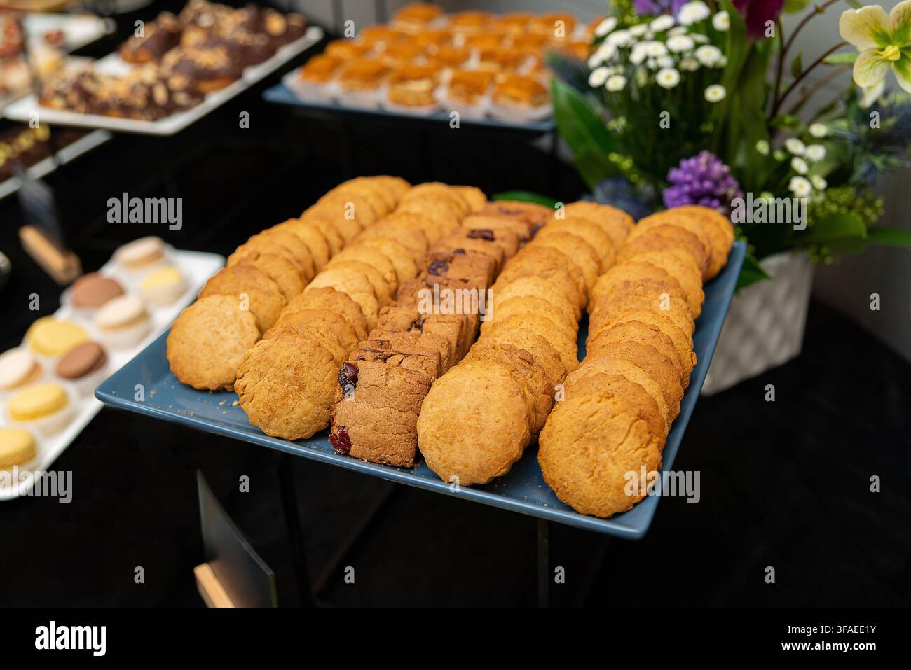 blue-tray-holds-rows-of-golden-brown-cookies-some-studded-with-raisins