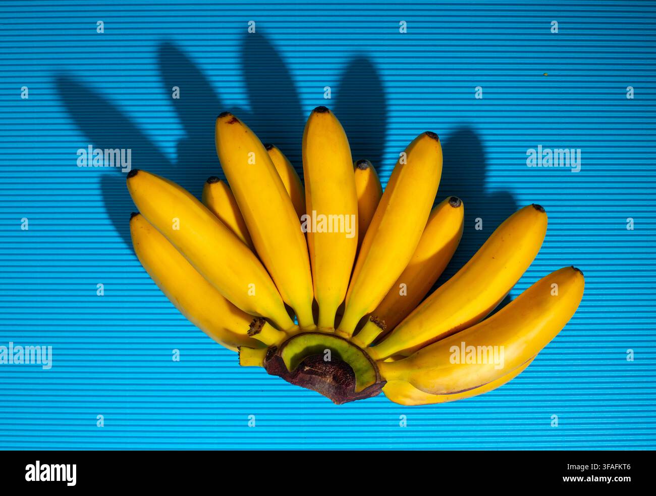 Yellow, ripe mini bananas on a blue background Stock Photo