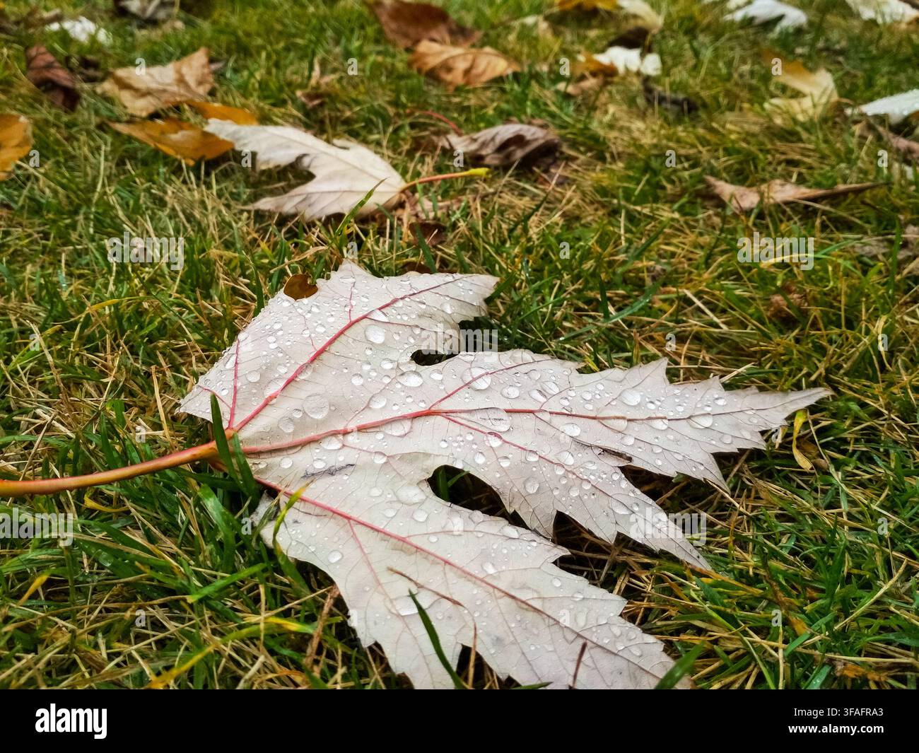 Wet Maple Leaf on Grass with Water Droplets Stock Photo