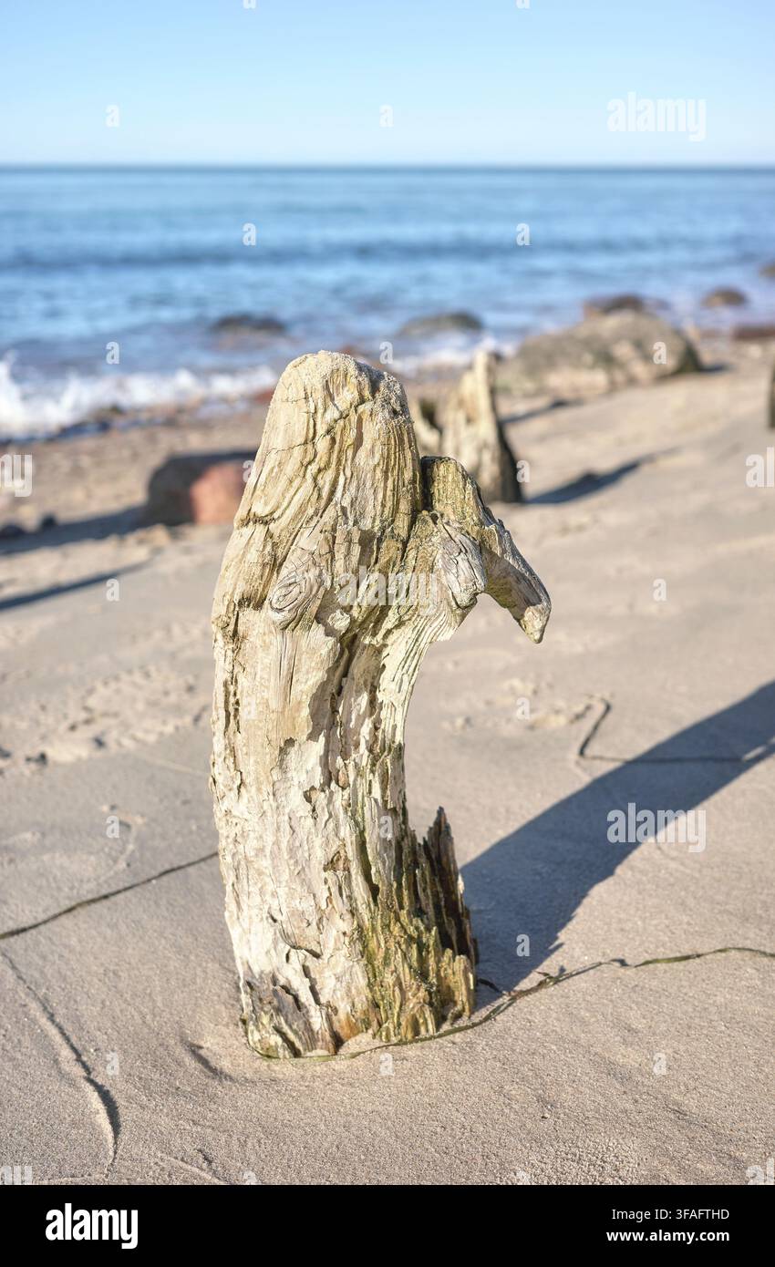 A tree stump on the beach, selective focus. Stock Photo