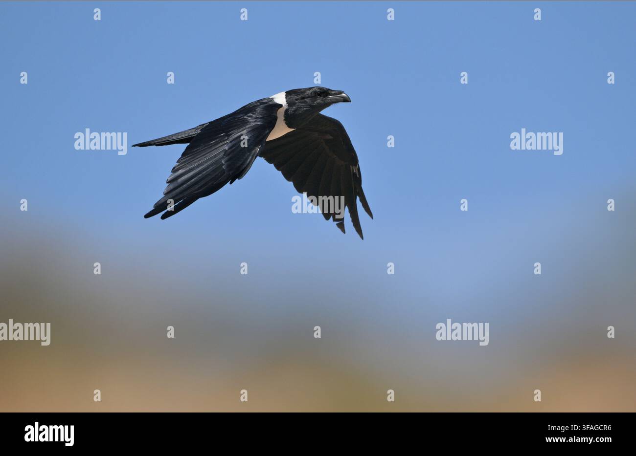 Pied Crow - Corvus albus Stock Photo