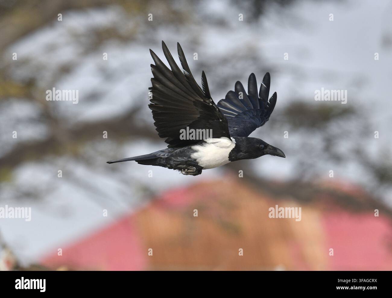 Pied Crow - Corvus albus Stock Photo