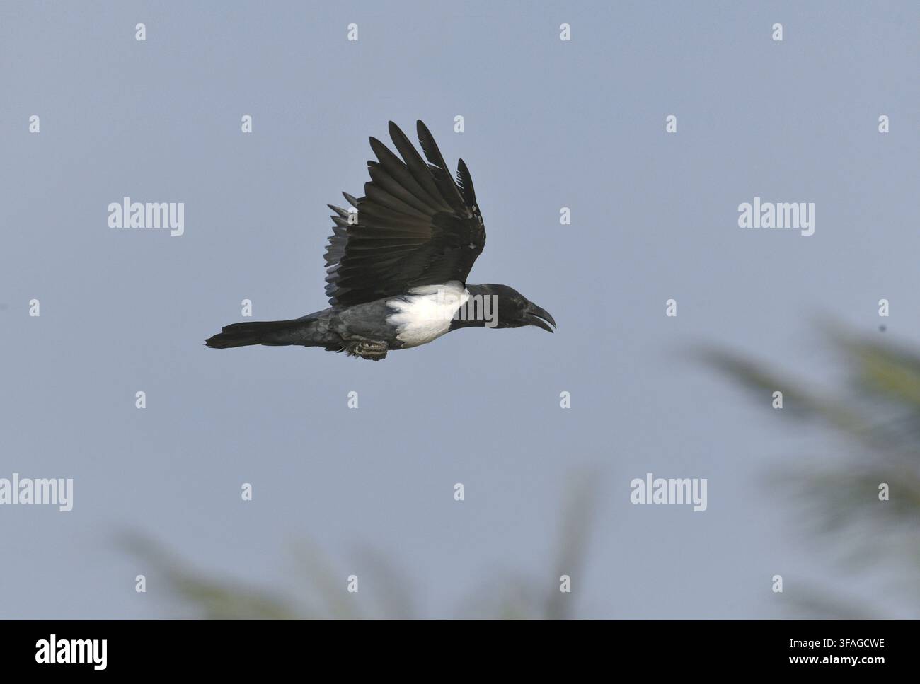 Pied Crow - Corvus albus Stock Photo