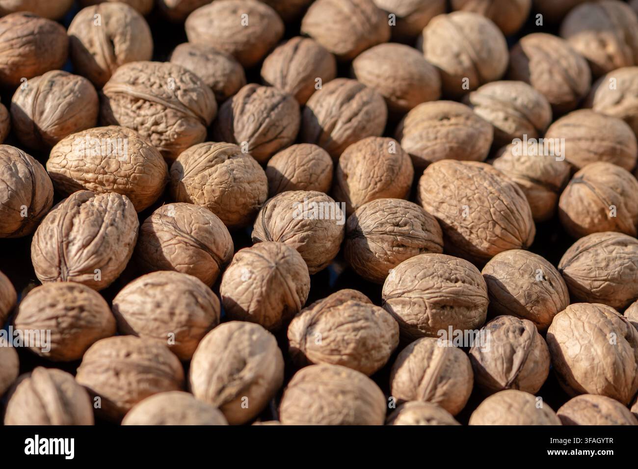 A closeup view shows many whole walnuts in shells under warm sunlight. Stock Photo