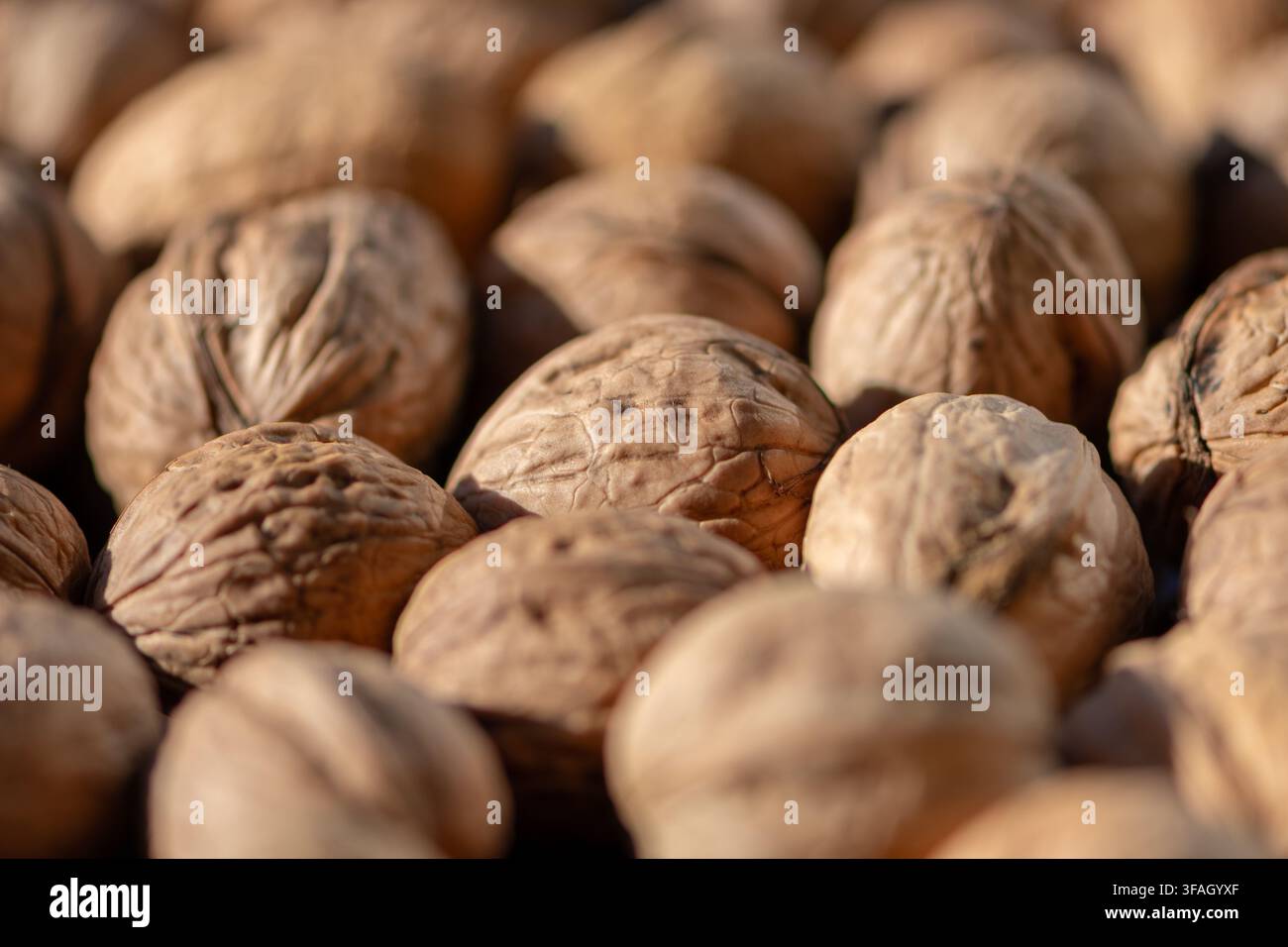 A closeup shows whole walnuts with textured shells under warm sunlight. Stock Photo