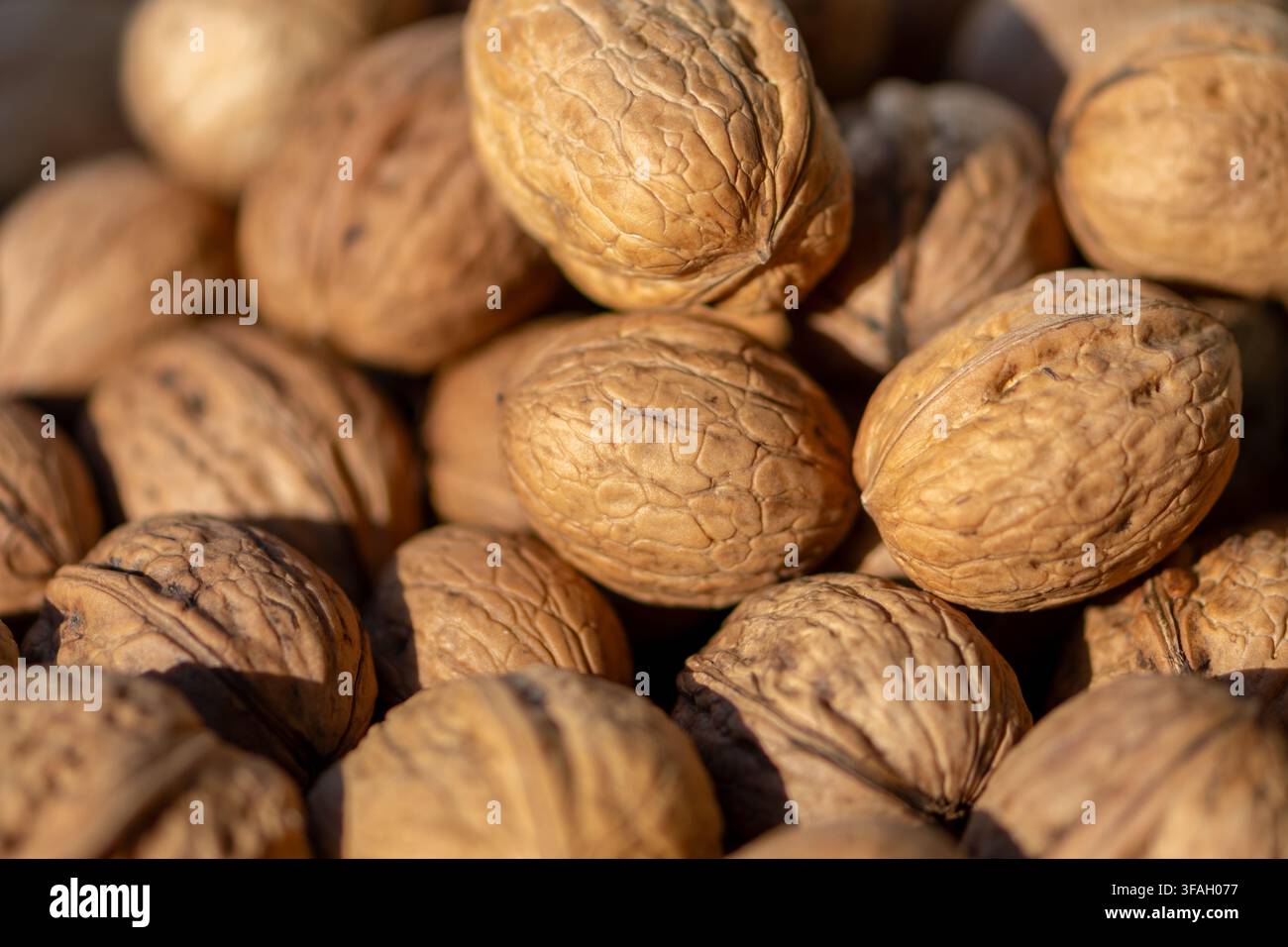 A macro view shows whole walnuts with textured shells in warm sunlight. Stock Photo