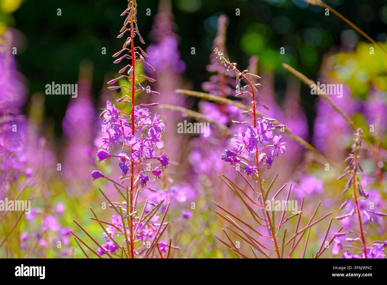 fireweed in full bloom. floral background with purple herb near the forest. willowherb closeup photo on a sunny day Stock Photo