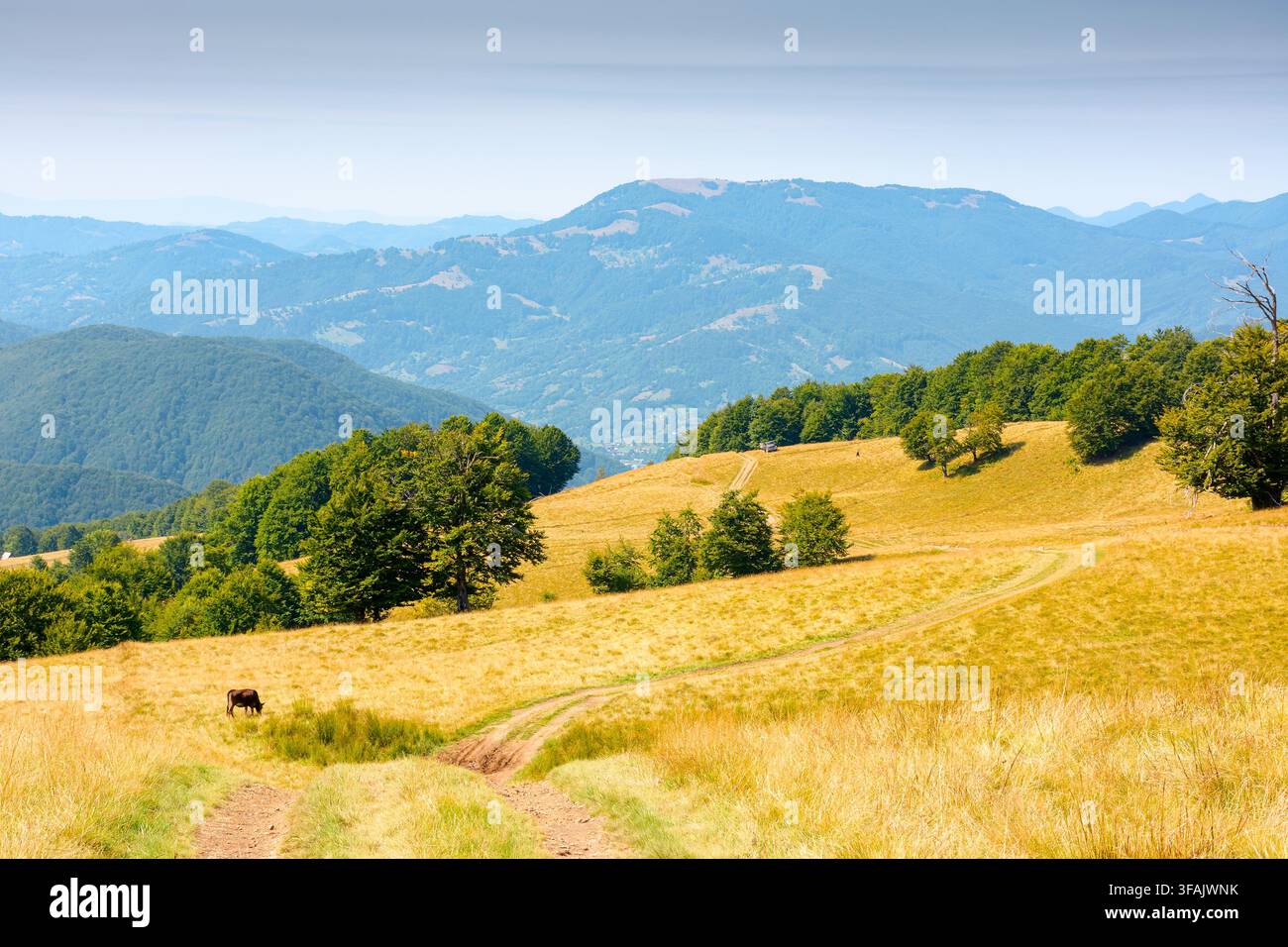 mountainous countryside landscape in late summer. alpine meadow and beech forest on top of a hill. mountain ridge in the distance. sunny afternoon wea Stock Photo