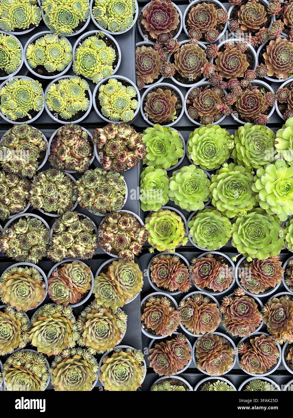 Overhead view of assorted potted succulent rosettes arranged in rows for sale - Smartphone Captured Stock Image