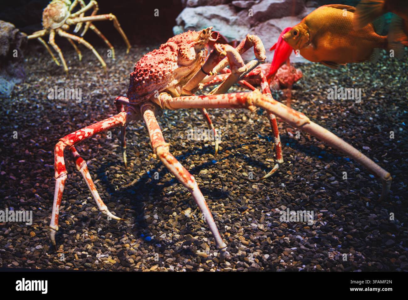 A rare giant Japanese spider crab (estimate GBP 8000-12,000) is