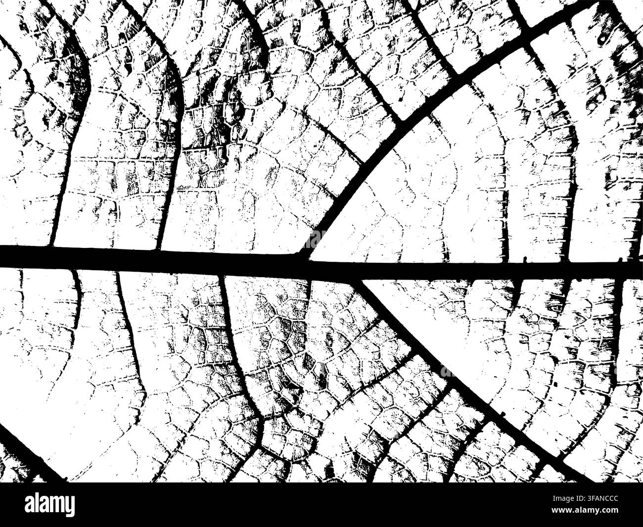 Macro leaf skeleton texture with bold veins and cellular network detail Stock Vector