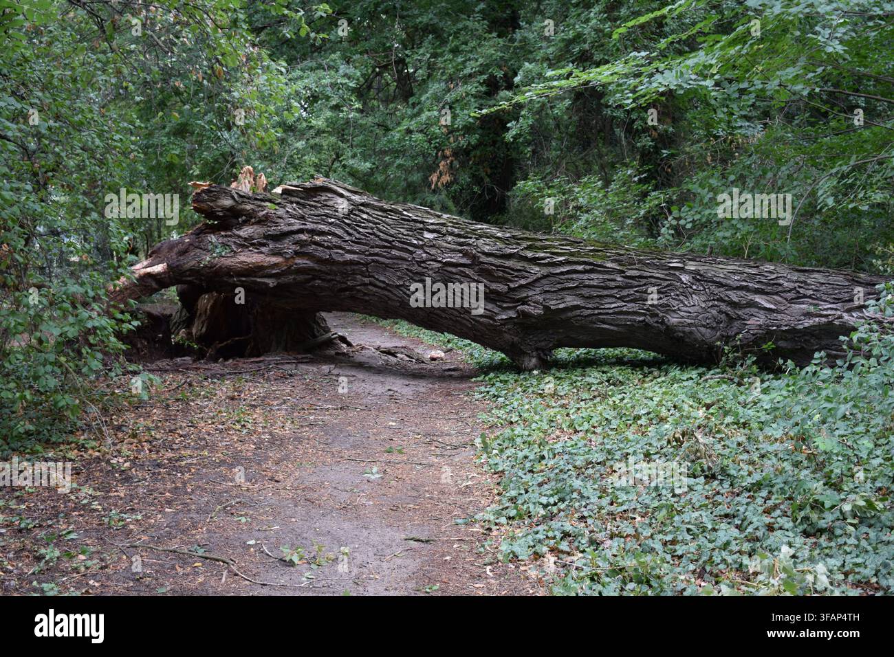Large fallen tree blocking a woodland path after a windstorm at Old Lake in Tata, Hungary... Stock Photo