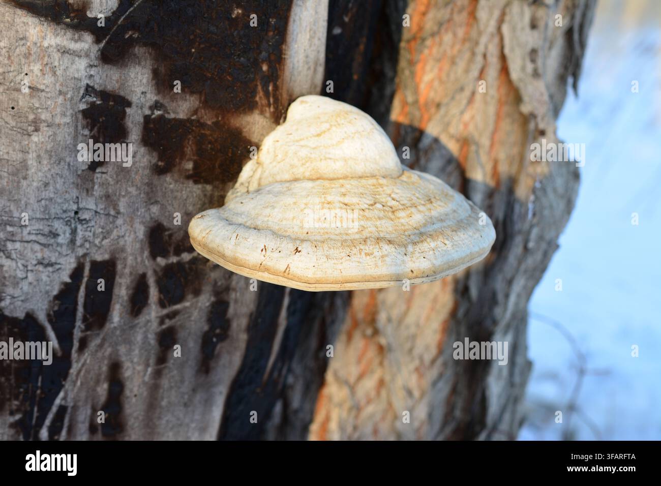White Polypore Mushroom on Decaying Tree Trunk close up Stock Photo