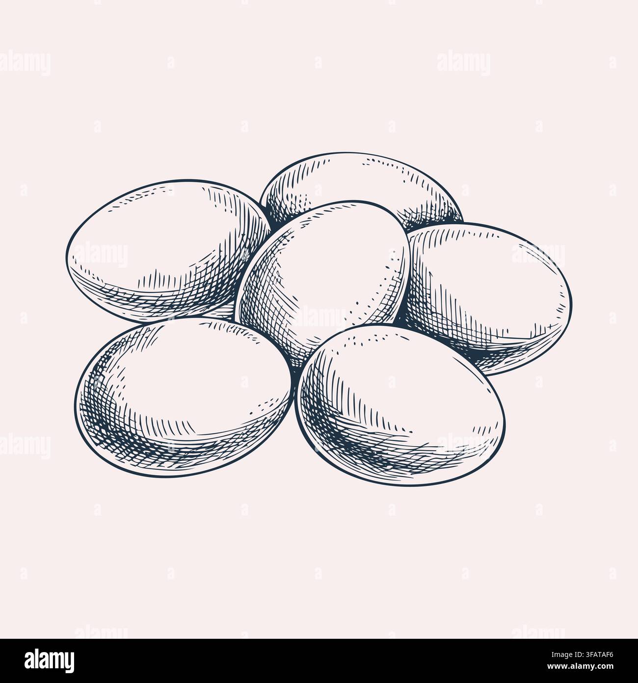 Chicken Eggs Vintage Hand Drawn Illustration Stock Vector