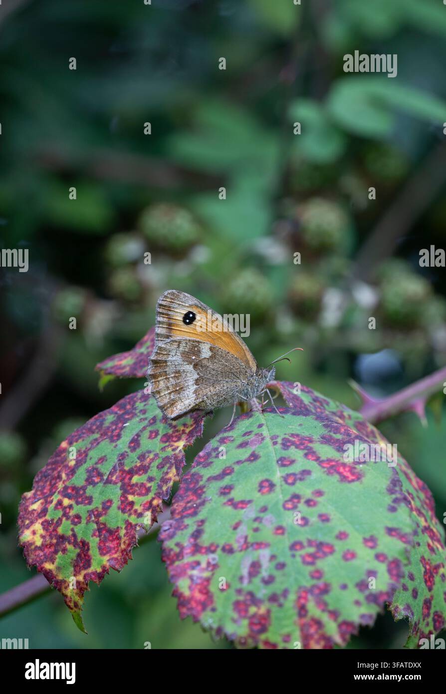 Gatekeeper butterfly: Pyronia tithonus. Cornwall, UK Stock Photo