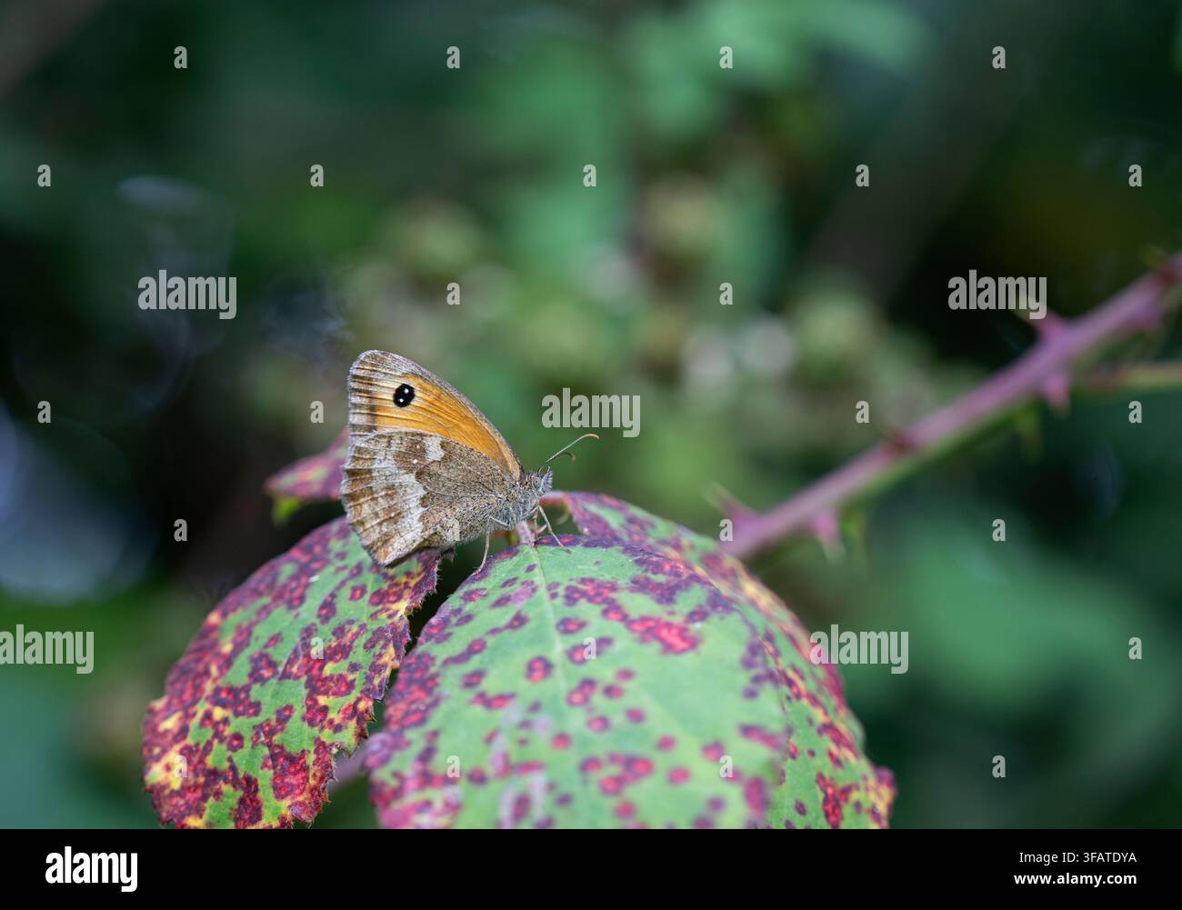 Gatekeeper butterfly: Pyronia tithonus. Cornwall, UK Stock Photo