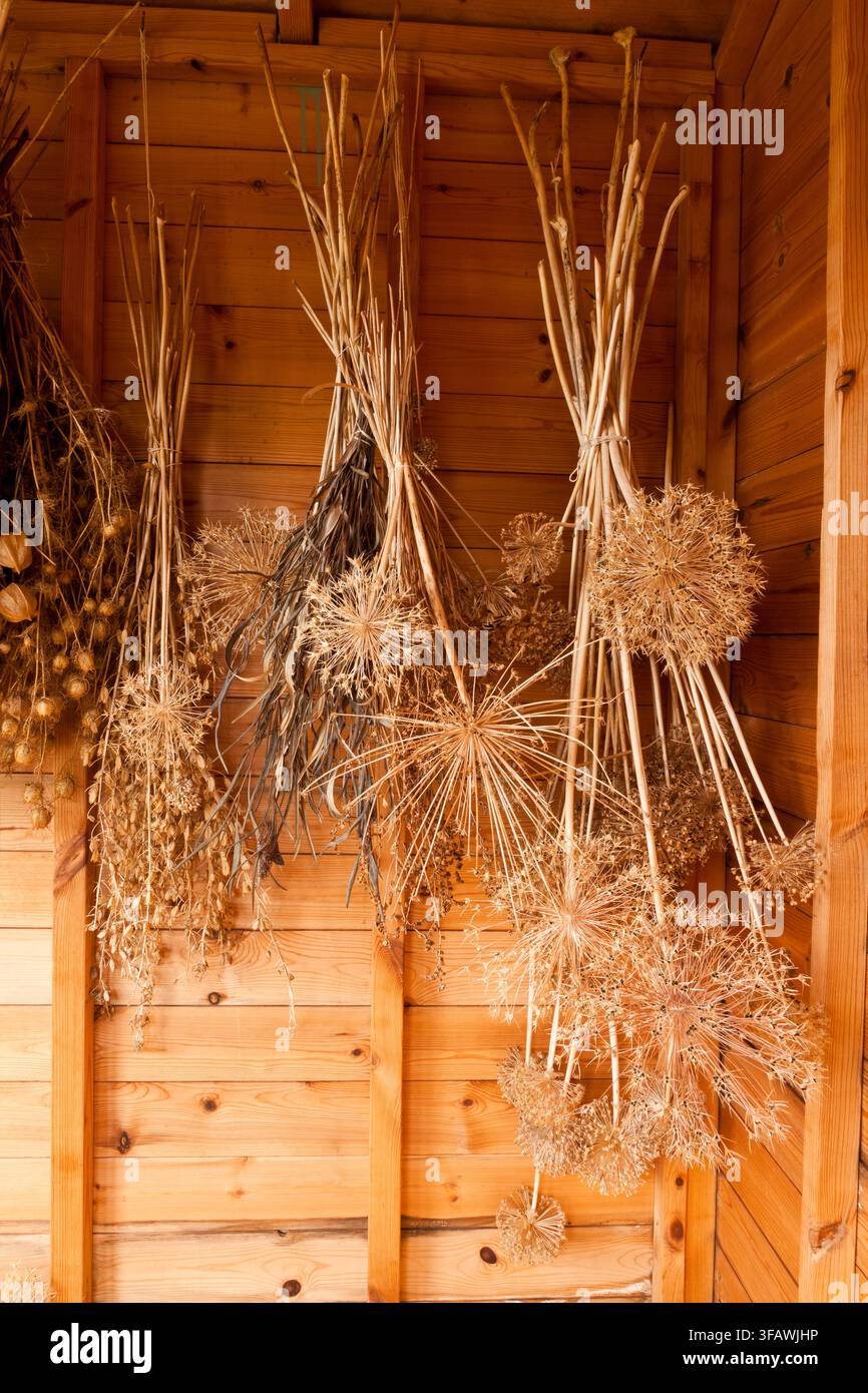Seed grown flowers hi-res stock photography and images - Alamy