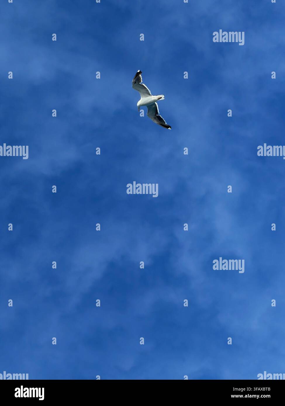 A lone seagull flying in an empty blue sky with high clouds. Stock Photo
