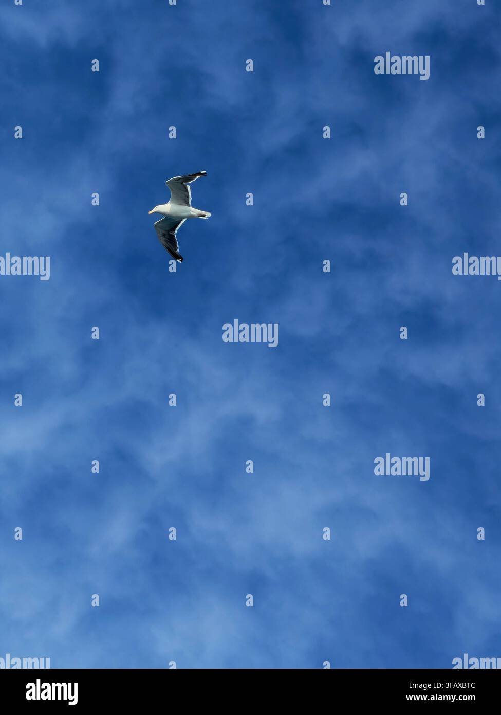 A lone seagull flying in an empty blue sky with high clouds. Stock Photo
