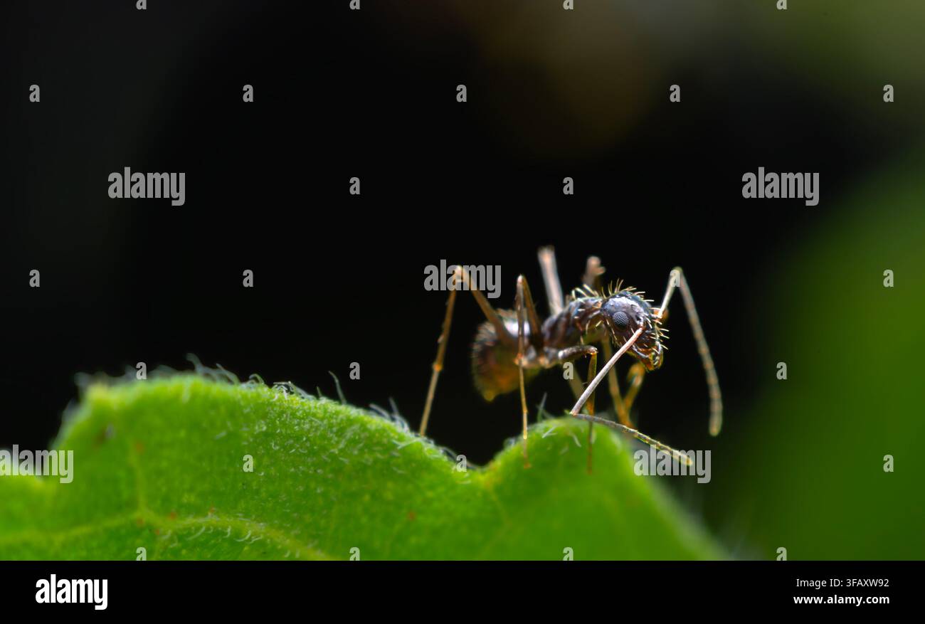 Black Ant Exploring Edge of Green Leaf Stock Photo