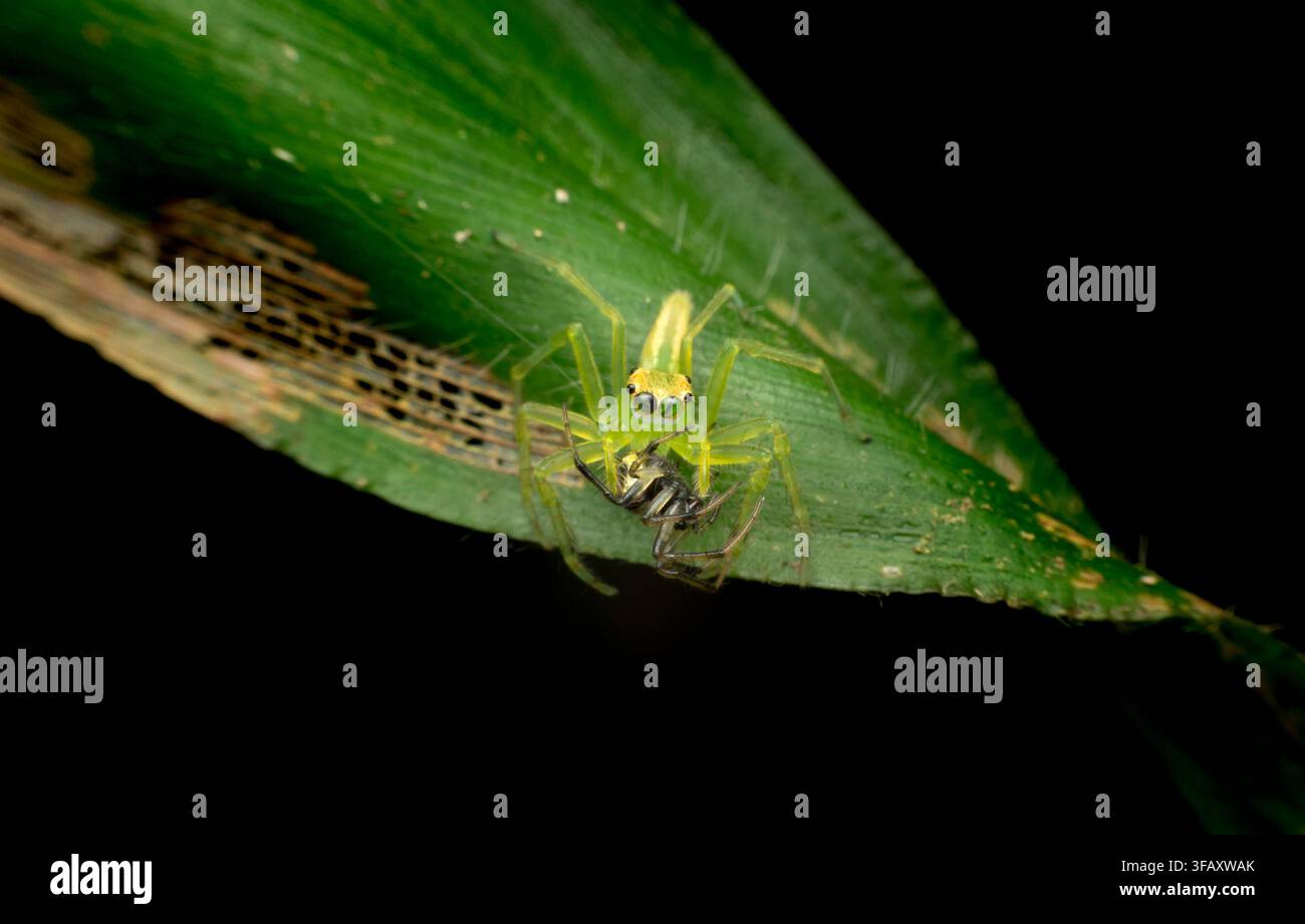 Green Jumping Spider Capturing Prey on Leaf Stock Photo