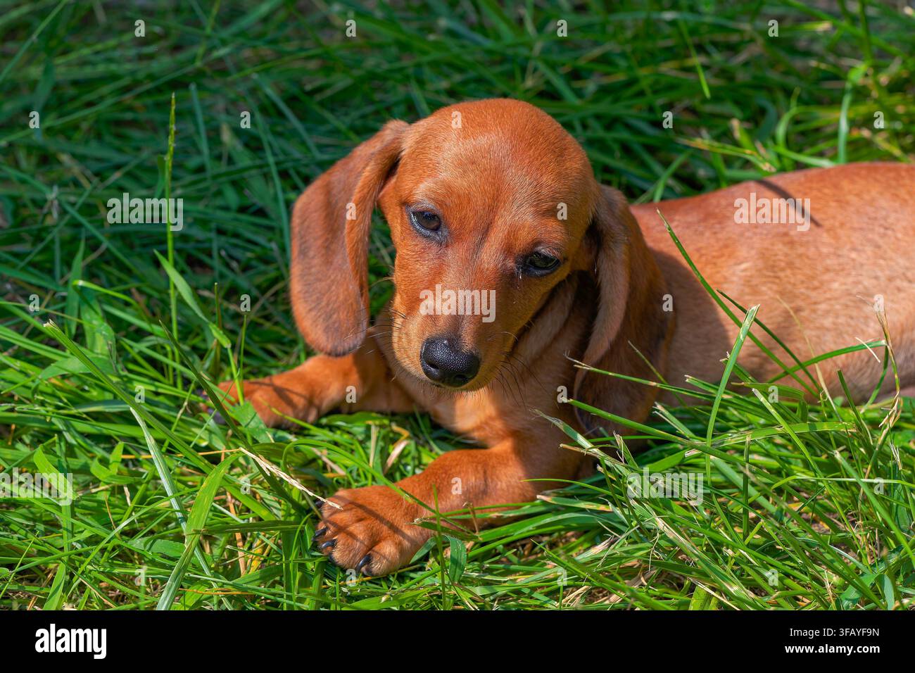 Head of a shorthaired dachshund puppy Stock Photo