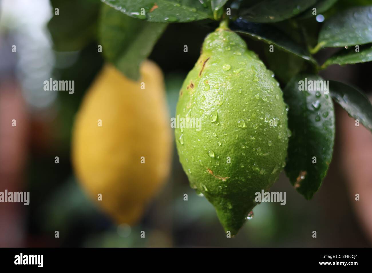 Green lemons growing on a citrus tree Stock Photo