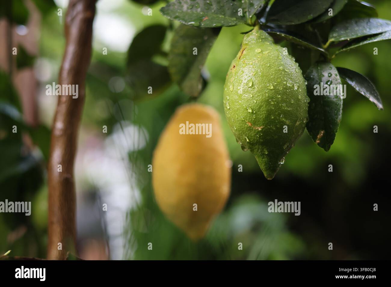 Green lemons growing on a citrus tree Stock Photo