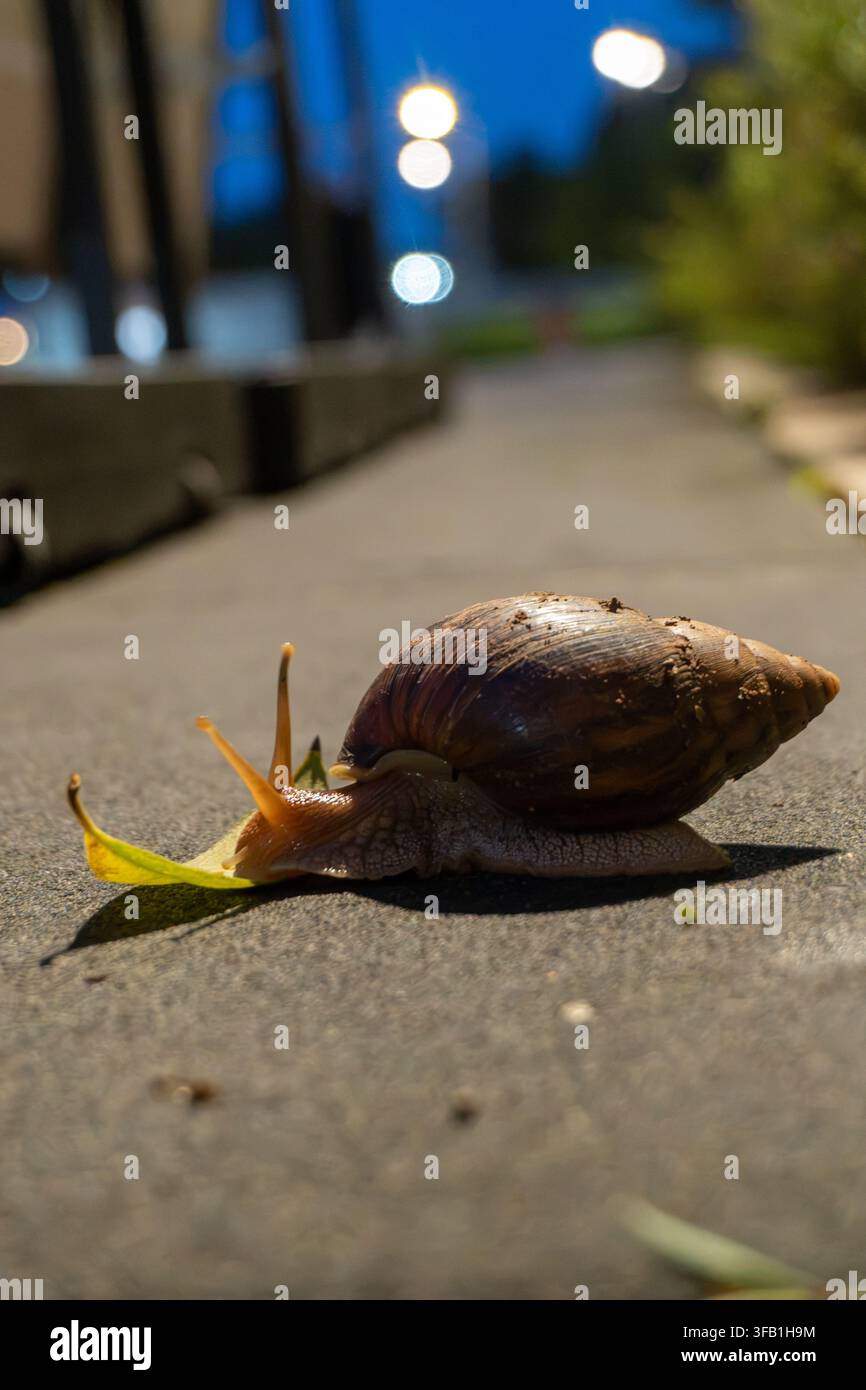 Snail crawling on concrete path during evening. Stock Photo