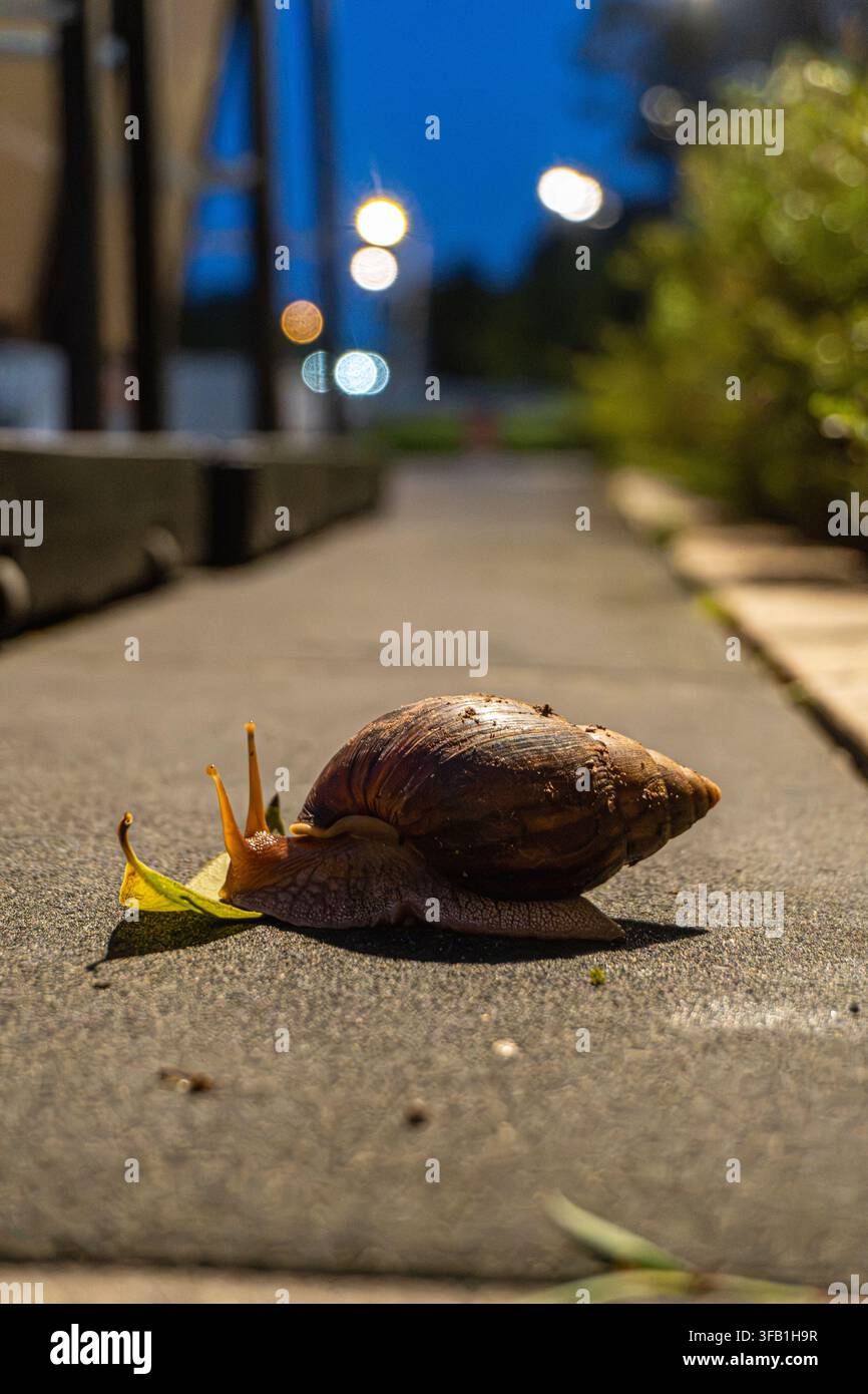 Snail crawling on sidewalk in urban night setting. Stock Photo