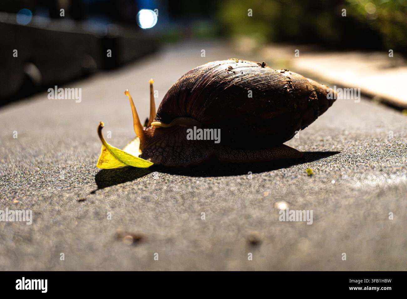 Snail crawling on pavement in urban setting. Stock Photo
