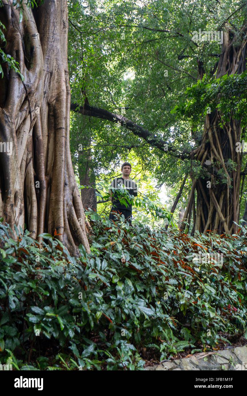 Man standing among tall trees in lush forest setting. Stock Photo