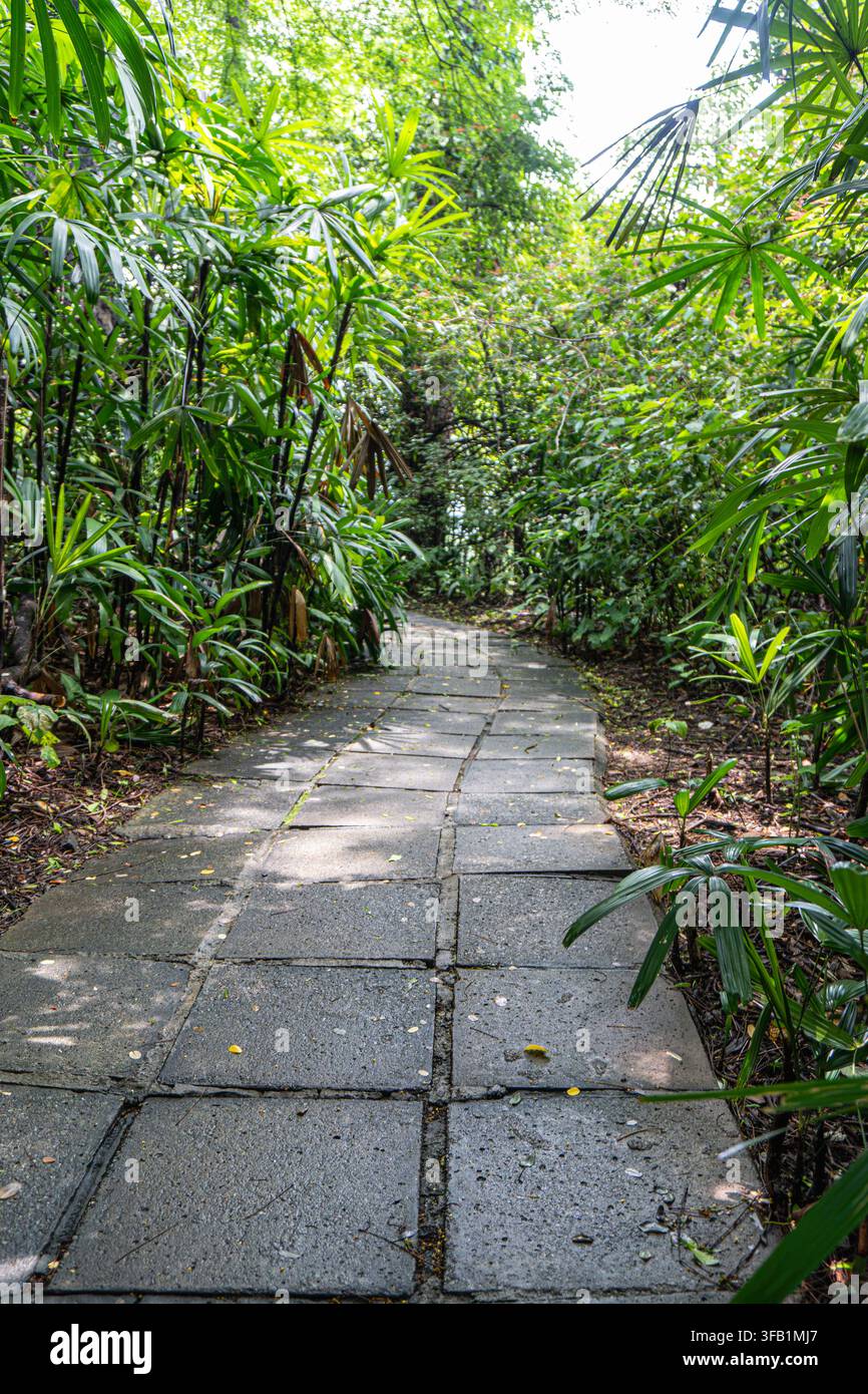 Stone pathway winding through lush tropical garden. Stock Photo