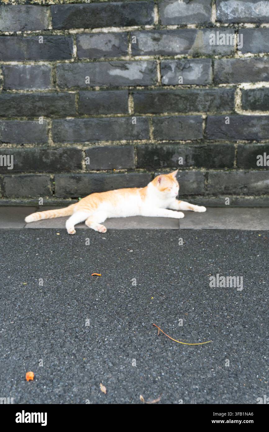 Orange cat resting against gray brick wall outdoors. Stock Photo