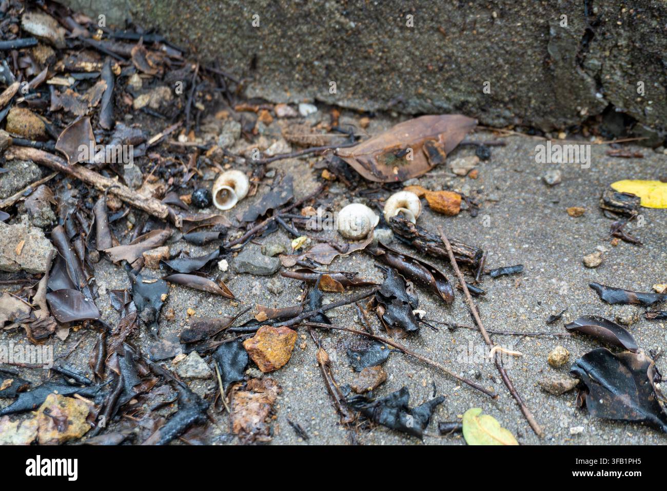 Small seashells scattered on wet sandy ground. Stock Photo