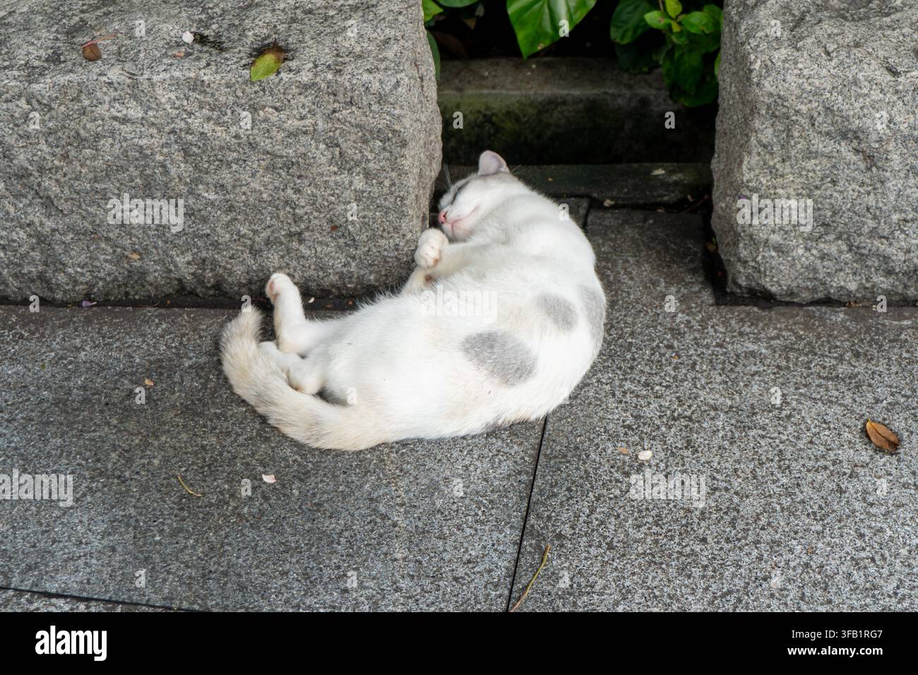 White cat sleeping on stone pavement outdoors. Stock Photo