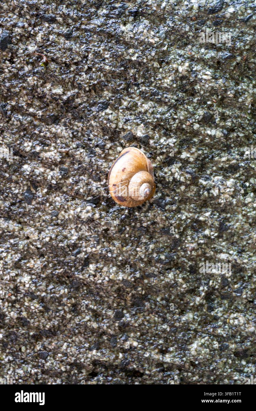 Single snail crawling on textured concrete surface. Stock Photo