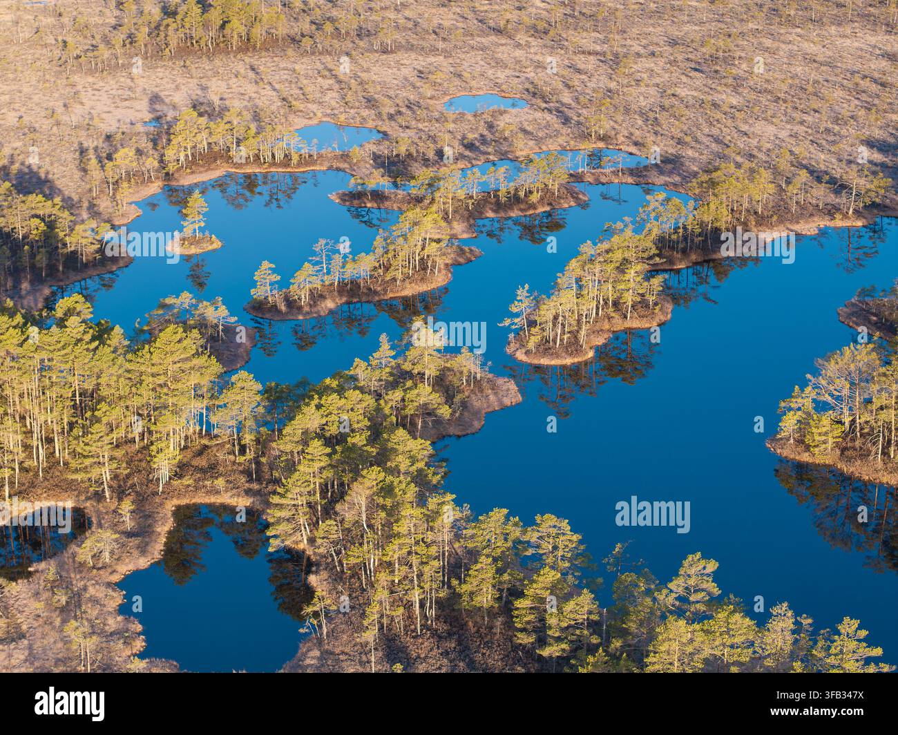 Aerial View of Peat Bog Pools and Pine-Covered Islands in Golden Evening Light Stock Photo