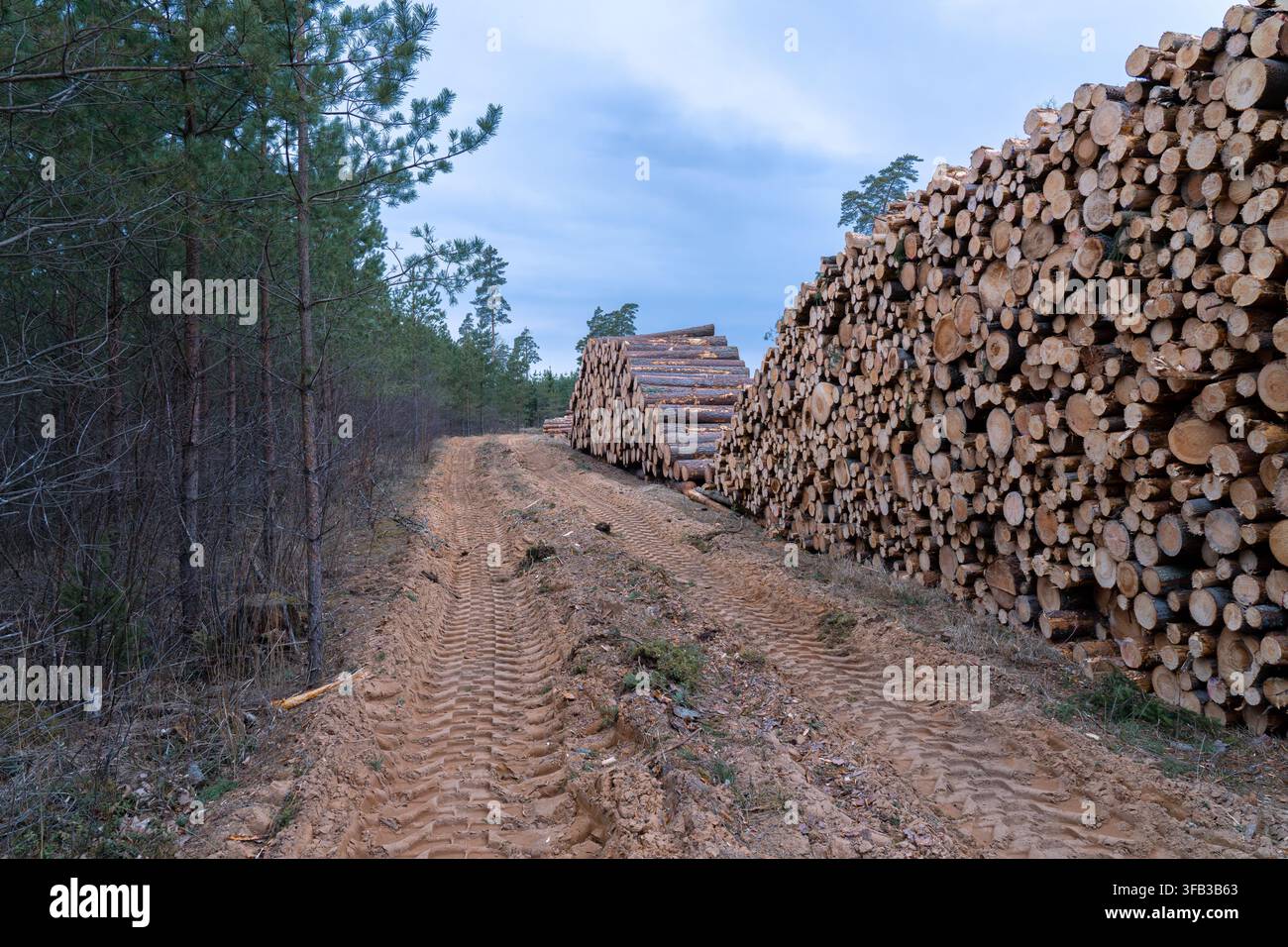 Harvested Pine Roundwood Piled Along a Rural Forest Road in Latvia Stock Photo