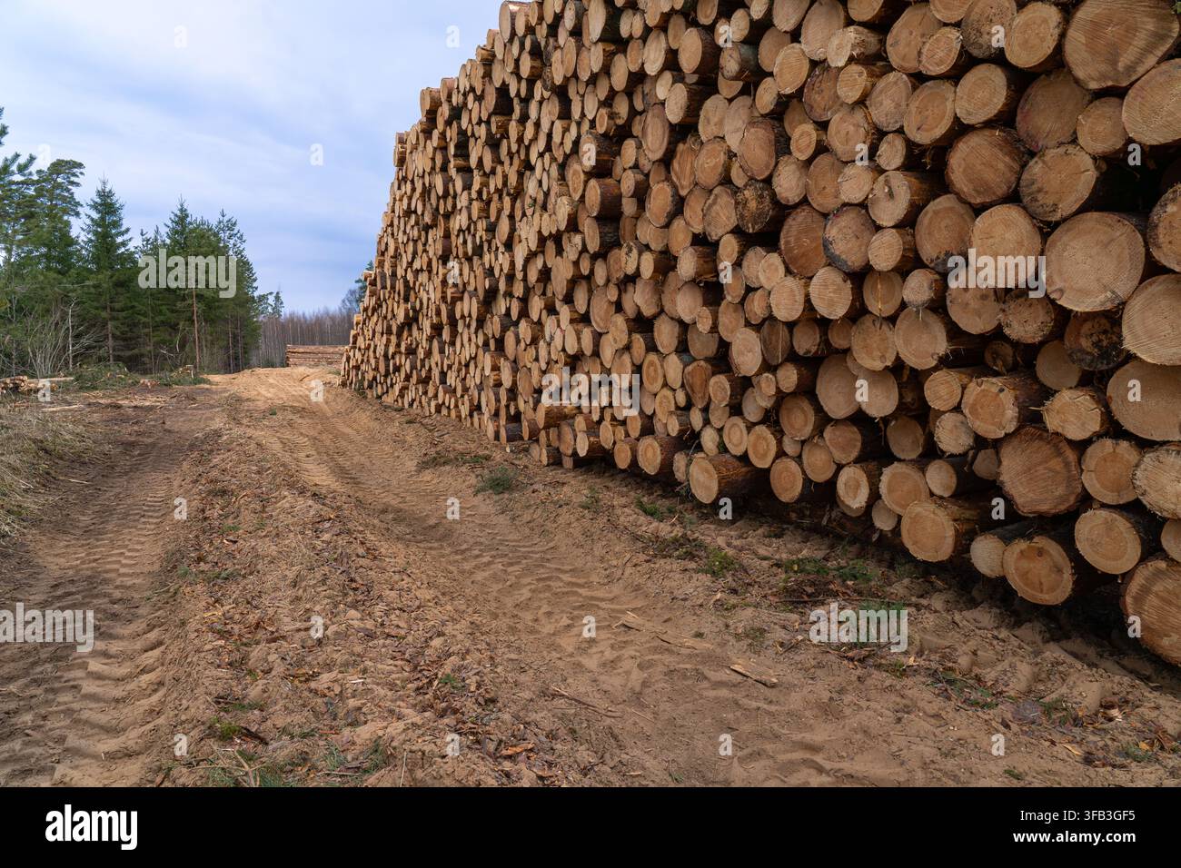 Cut Pine Tree Trunks Stored in Forest After Timber Harvesting Stock Photo