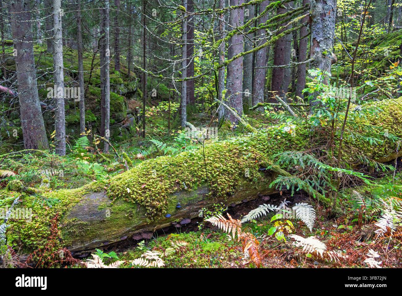 Moss covered fallen logs in a dense natural forest Stock Photo